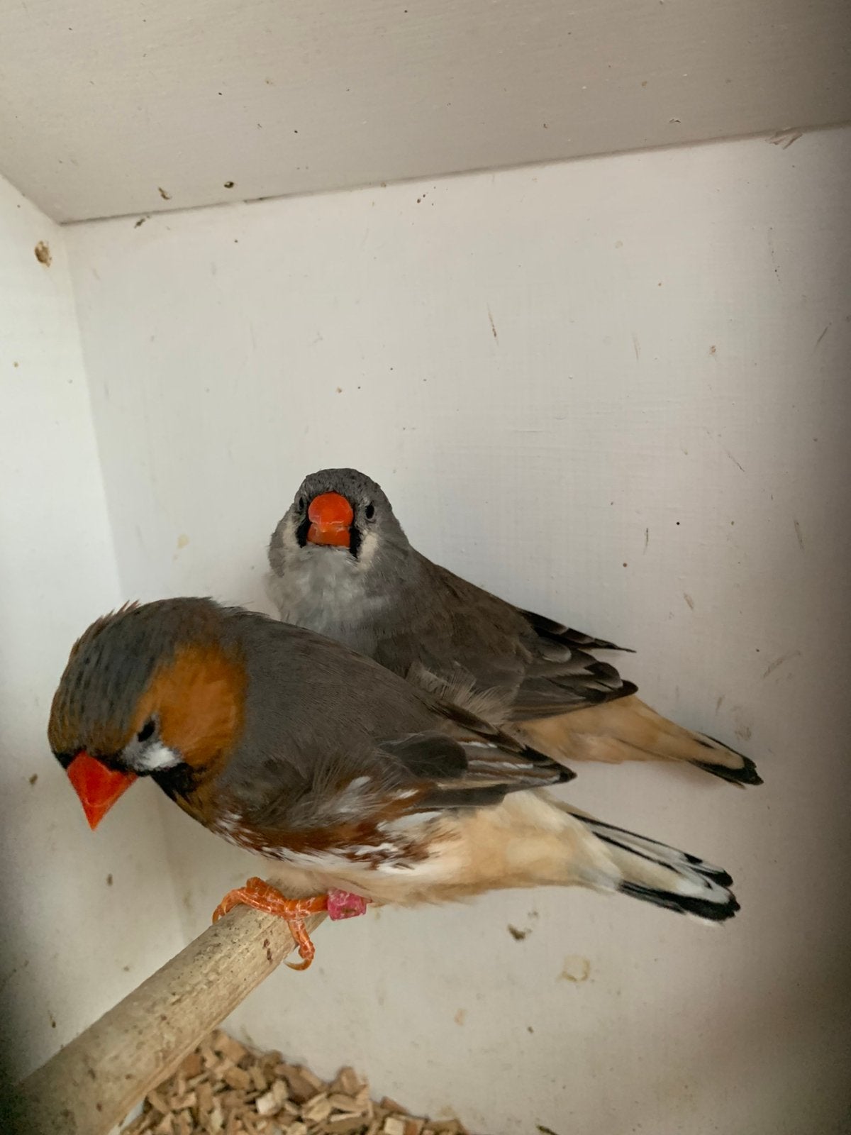 Koppel zebravinken, Tropenvogel, Geringd