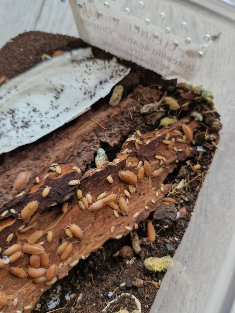 porcellio scaber orange, Dieren en Toebehoren, Overige soorten