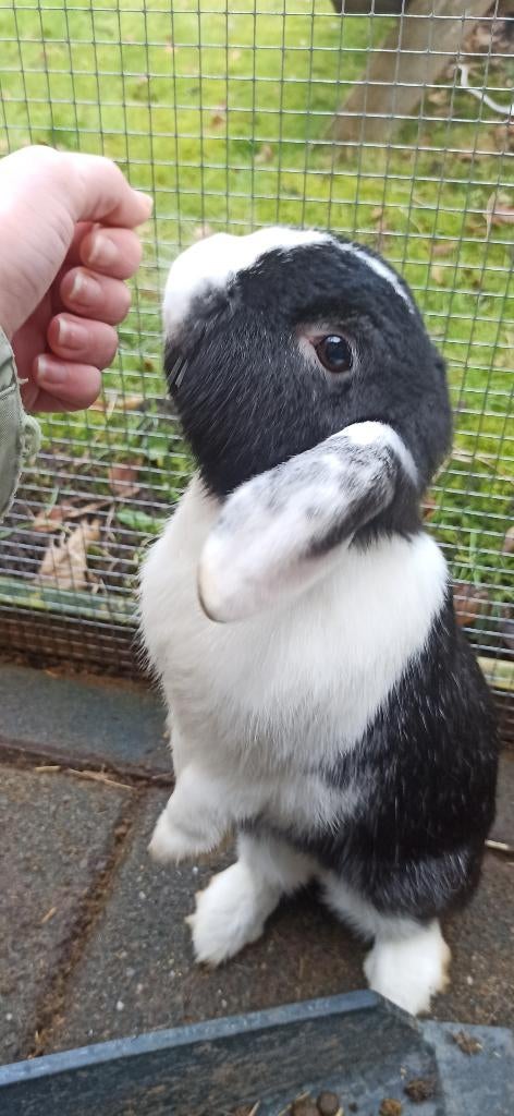 Vrouwtjes konijn te koop, Dieren en Toebehoren, Konijnen, Vrouwelijk, Middelgroot, Hangoor, 0 tot 2 jaar