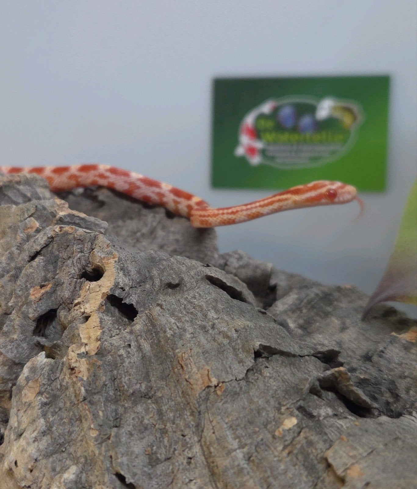 Rattenslang Rat Snake - unknown for sale from De Waterlelie BV