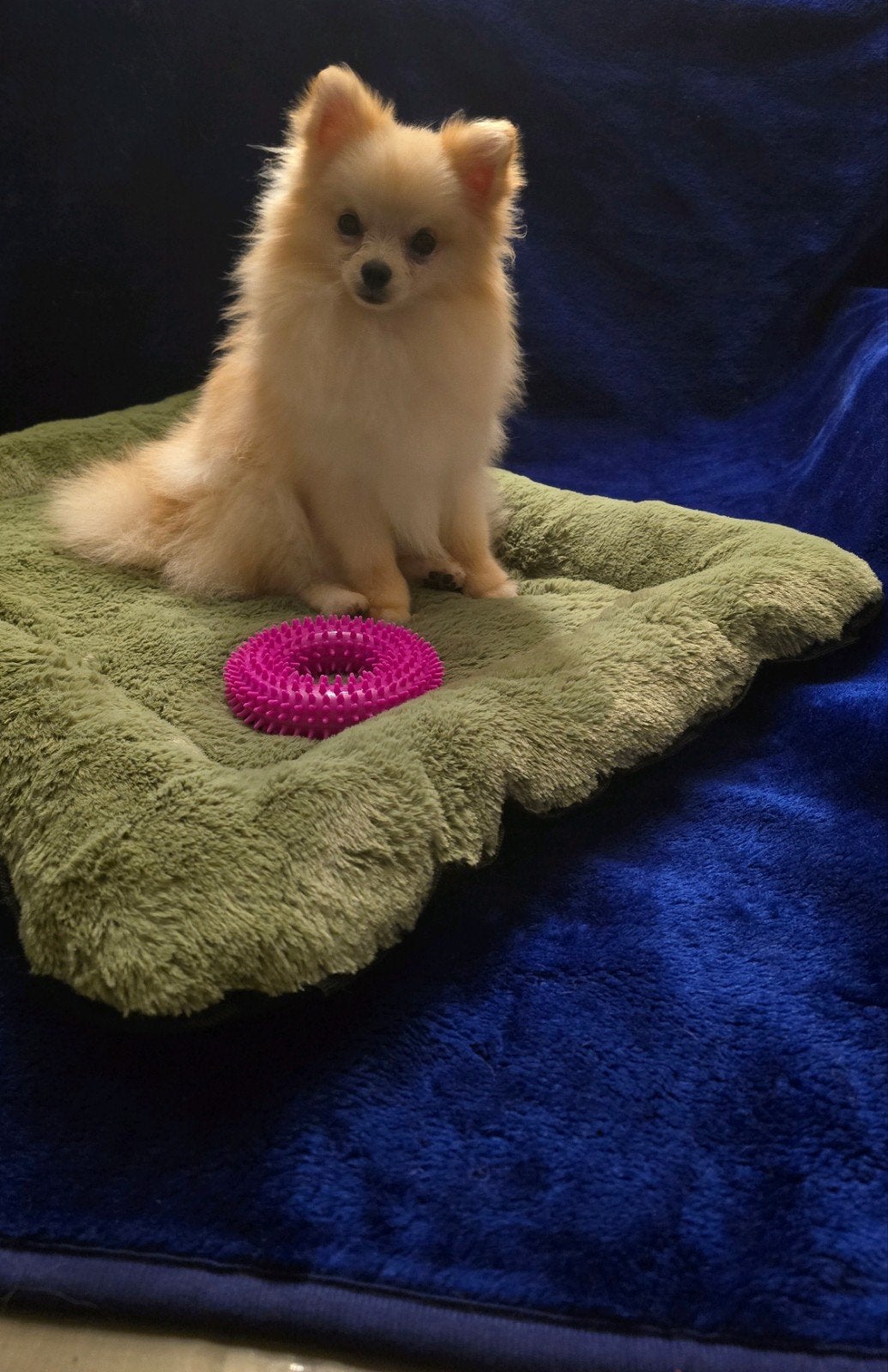 Lief Pomeranian wit crème, Parvo, Keeshond, 15 weken tot 1 jaar, Meerdere