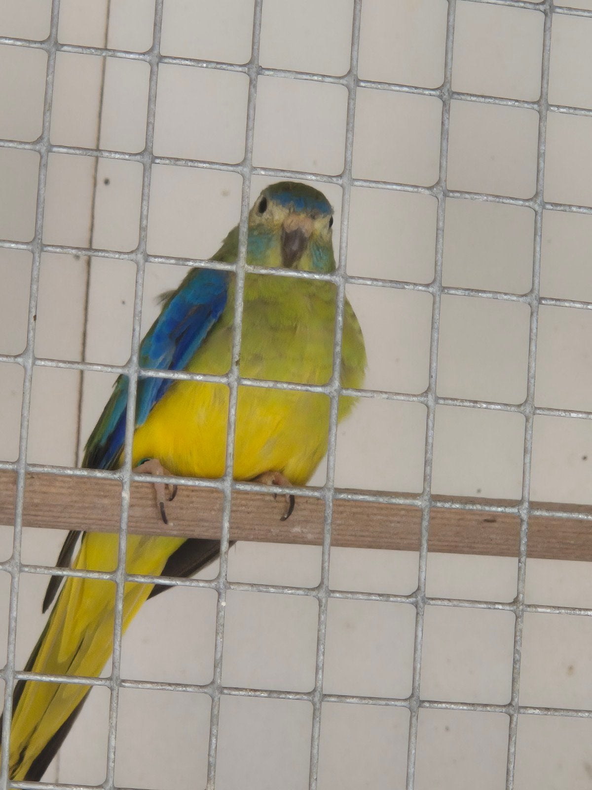 Turquoisine parkieten, Meerdere dieren, Parkiet, Geringd