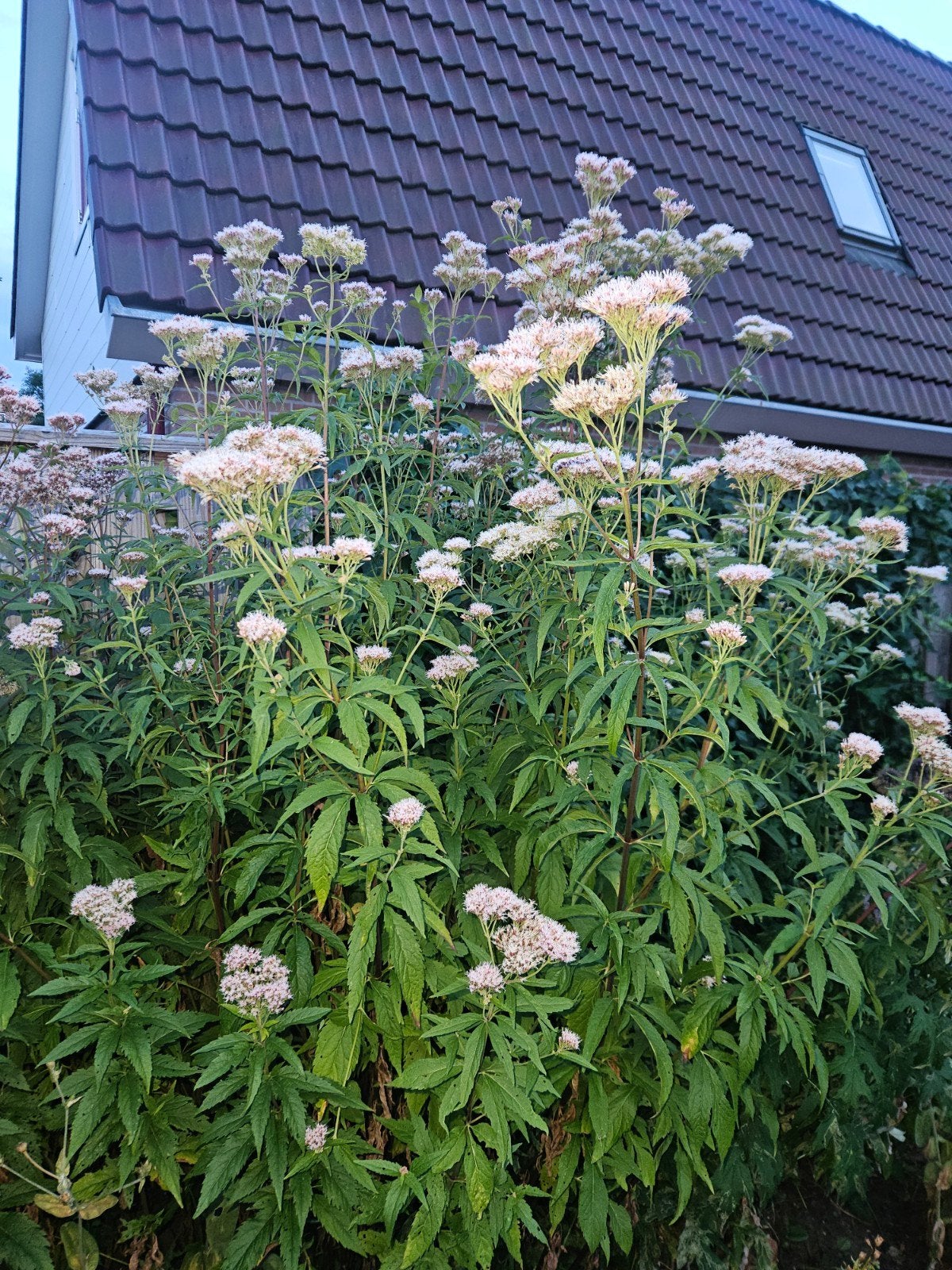 leverkruid, Volle zon, 100 tot 250 cm, Zomer, Overige soorten
