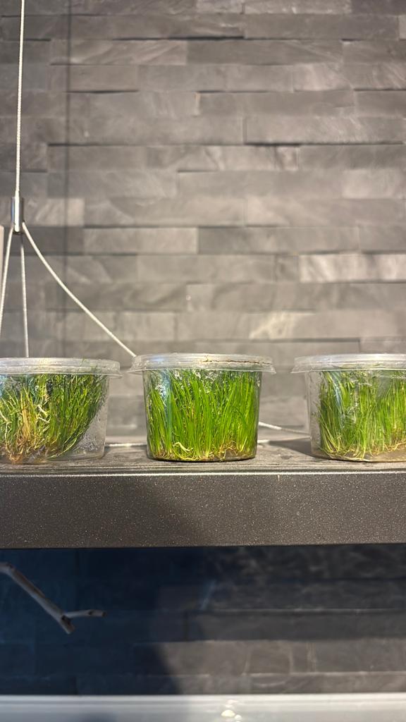 Dwergnaaldgras, Dieren en Toebehoren, Ophalen, Nieuw, Plant(en), Steen of Hout