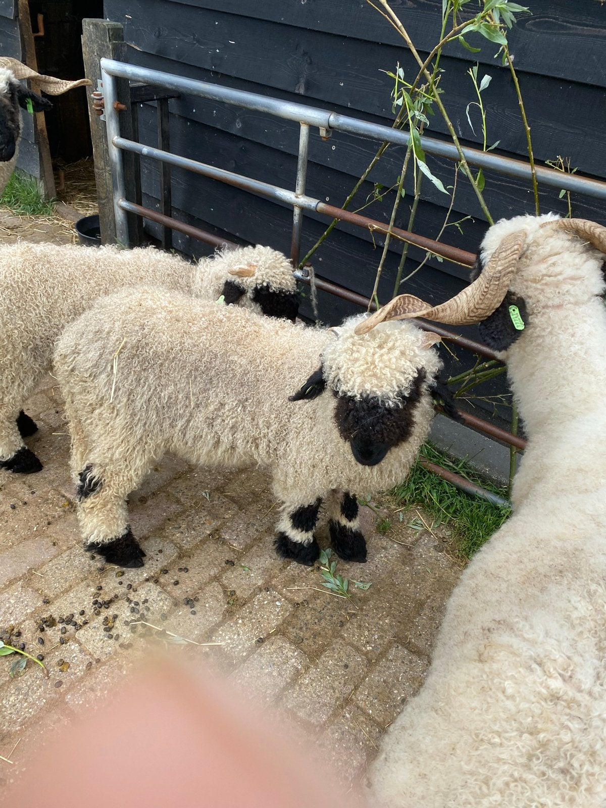 Volbloed Walliser Schwarznase ram lam, Dieren en Toebehoren, Schapen, Geiten en Varkens, Mannelijk, Schaap