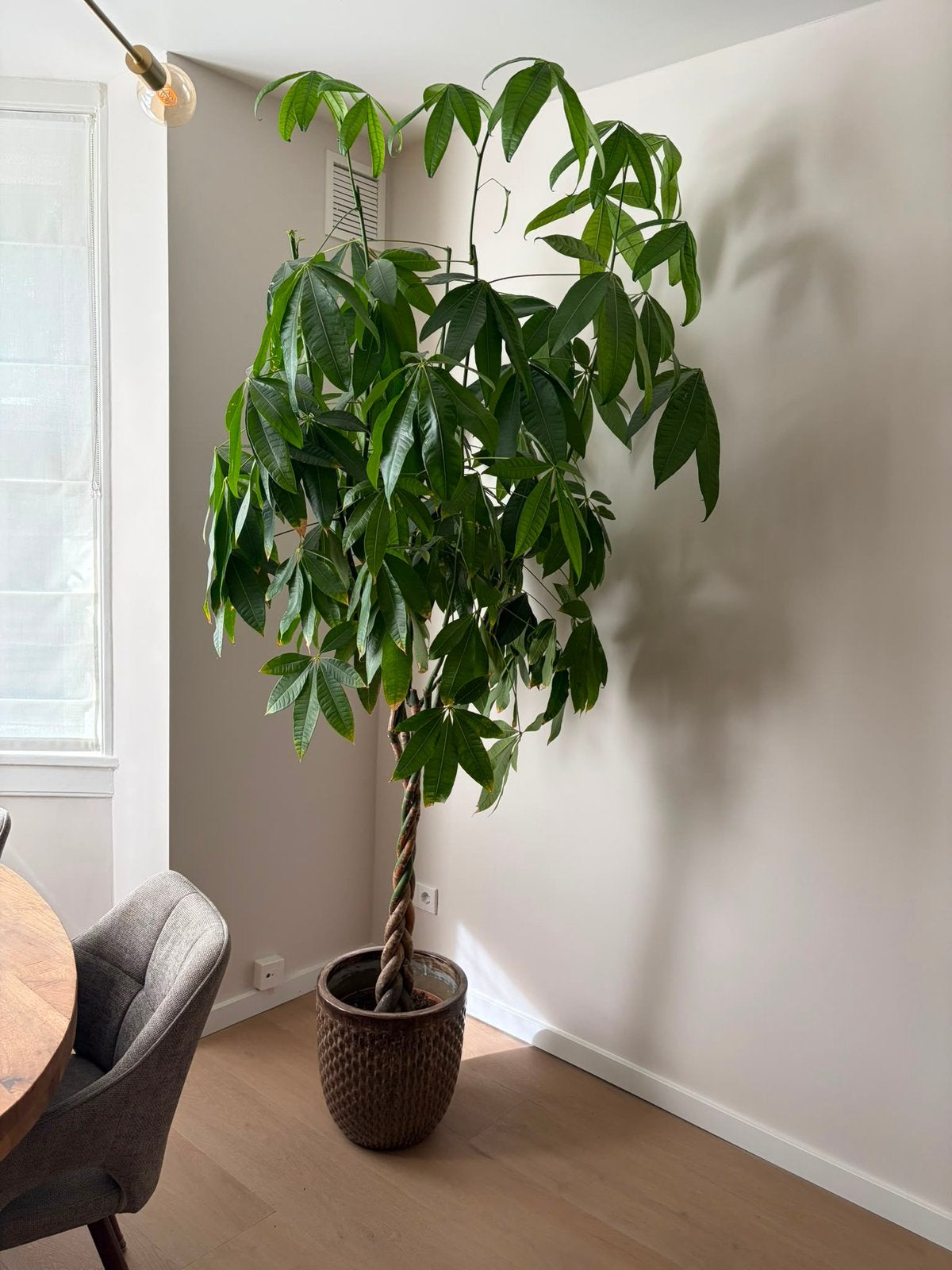 Geldboom, 220 cm hoog, Ophalen, Halfschaduw, 200 cm of meer
