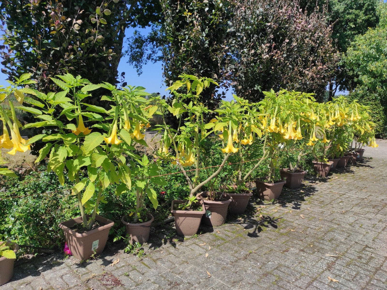 Brugmansia, Ophalen, Minder dan 100 cm