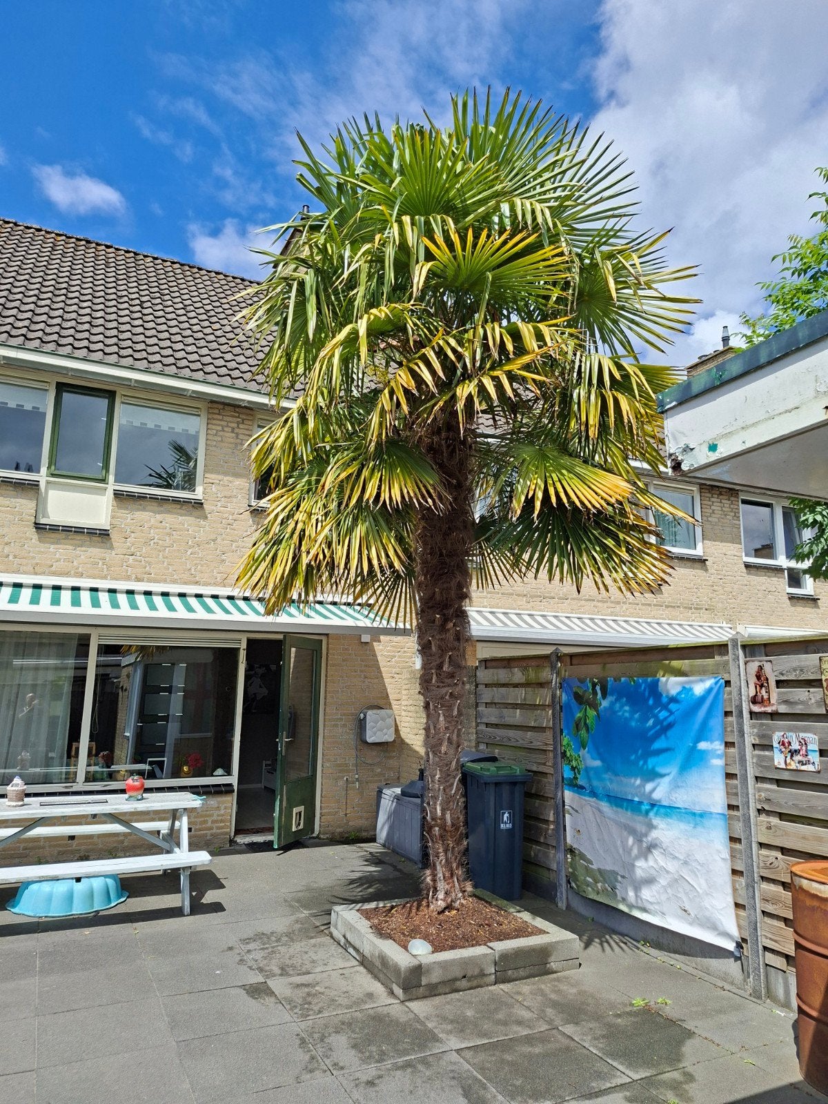 Gezonde Trachycarpus Fortunei palmboom (4/5m hoog), Tuin en Terras, Ophalen