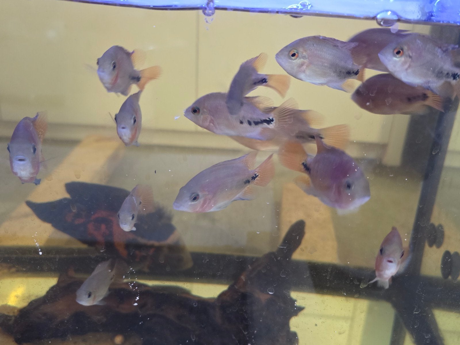 vieja aquariumvissen, Dieren en Toebehoren, Vissen | Aquariumvissen, Vis