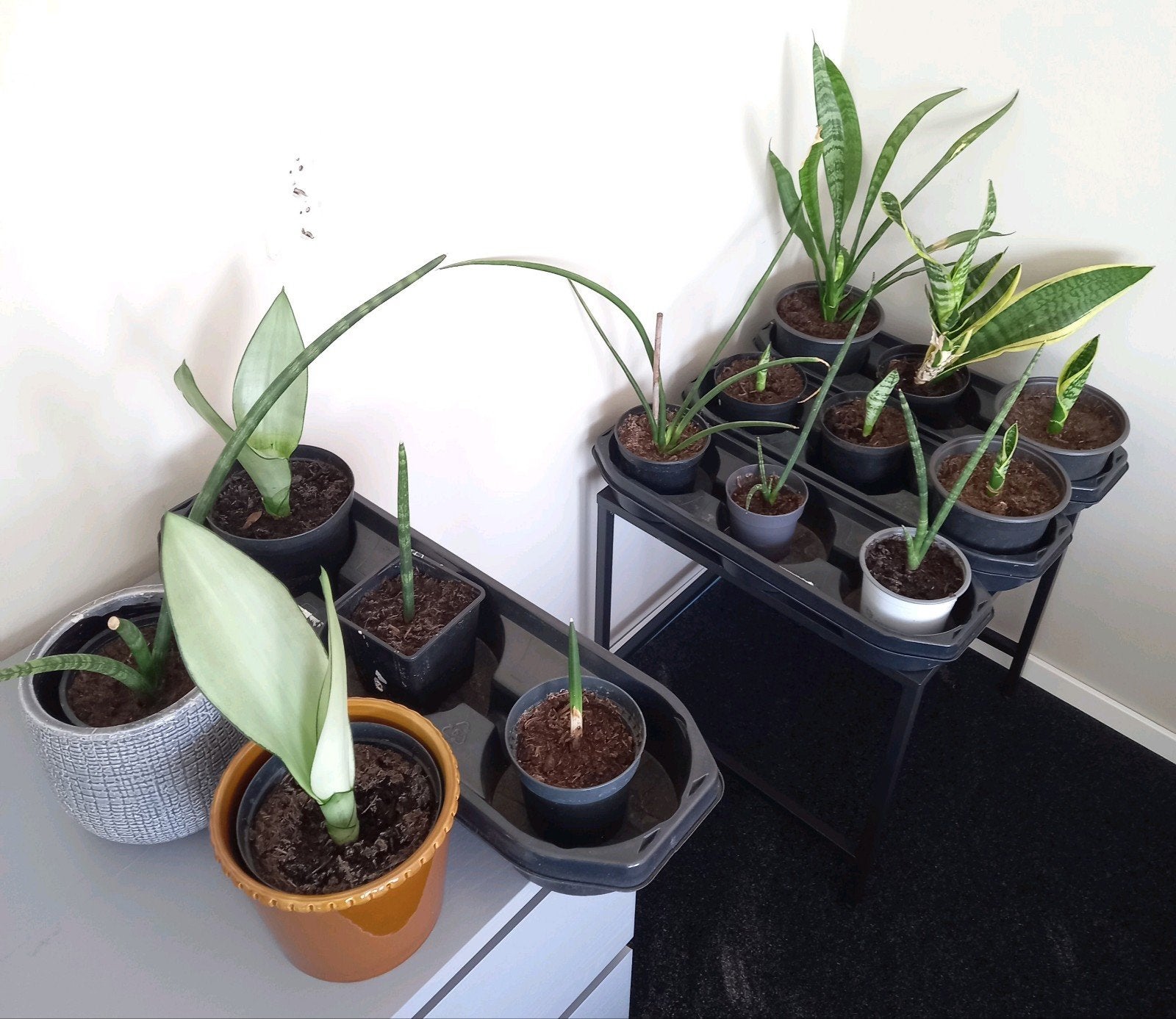 14 Sanseveria planten, Ophalen, Halfschaduw, Minder dan 100 cm