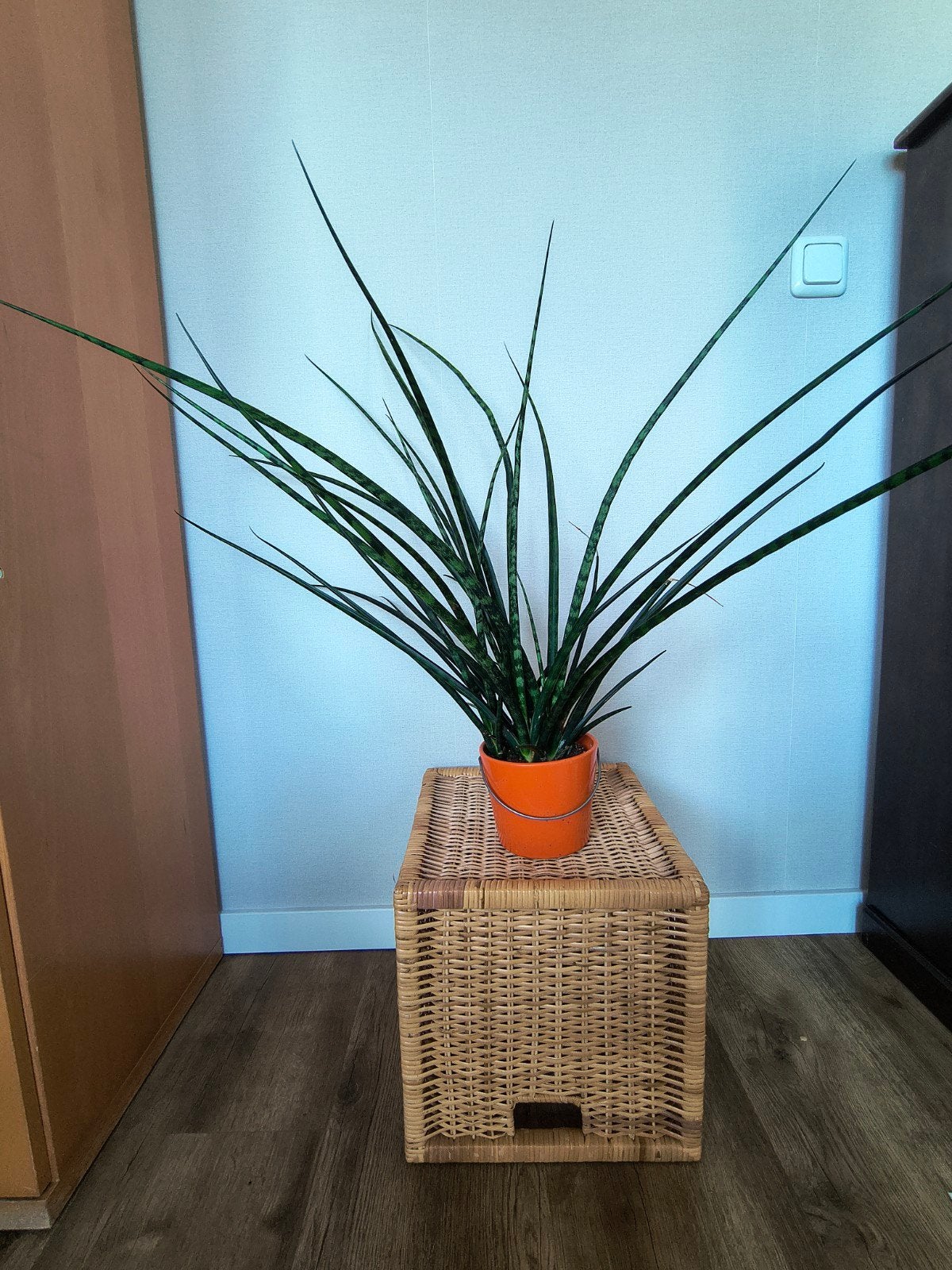 Vrouwentong (Sansevieria 'Fernwood Punk'), Ophalen