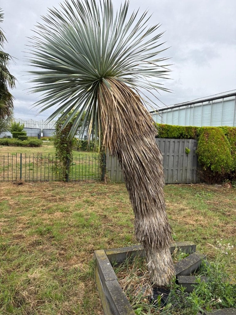 Mediterrane Yucca rostrata 2,75 m, Volle zon, Vaste plant, Bloeit niet, Ophalen