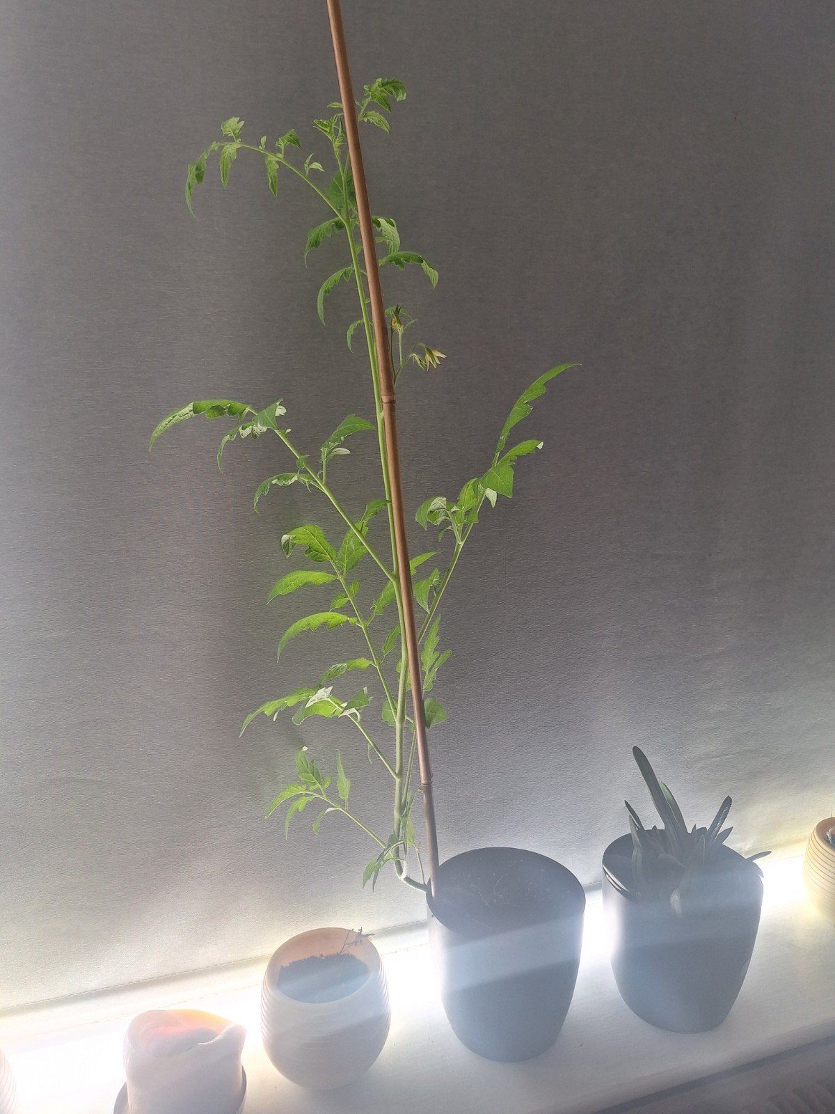 Jonge tomatenplant, Ophalen, Minder dan 100 cm, Overige soorten
