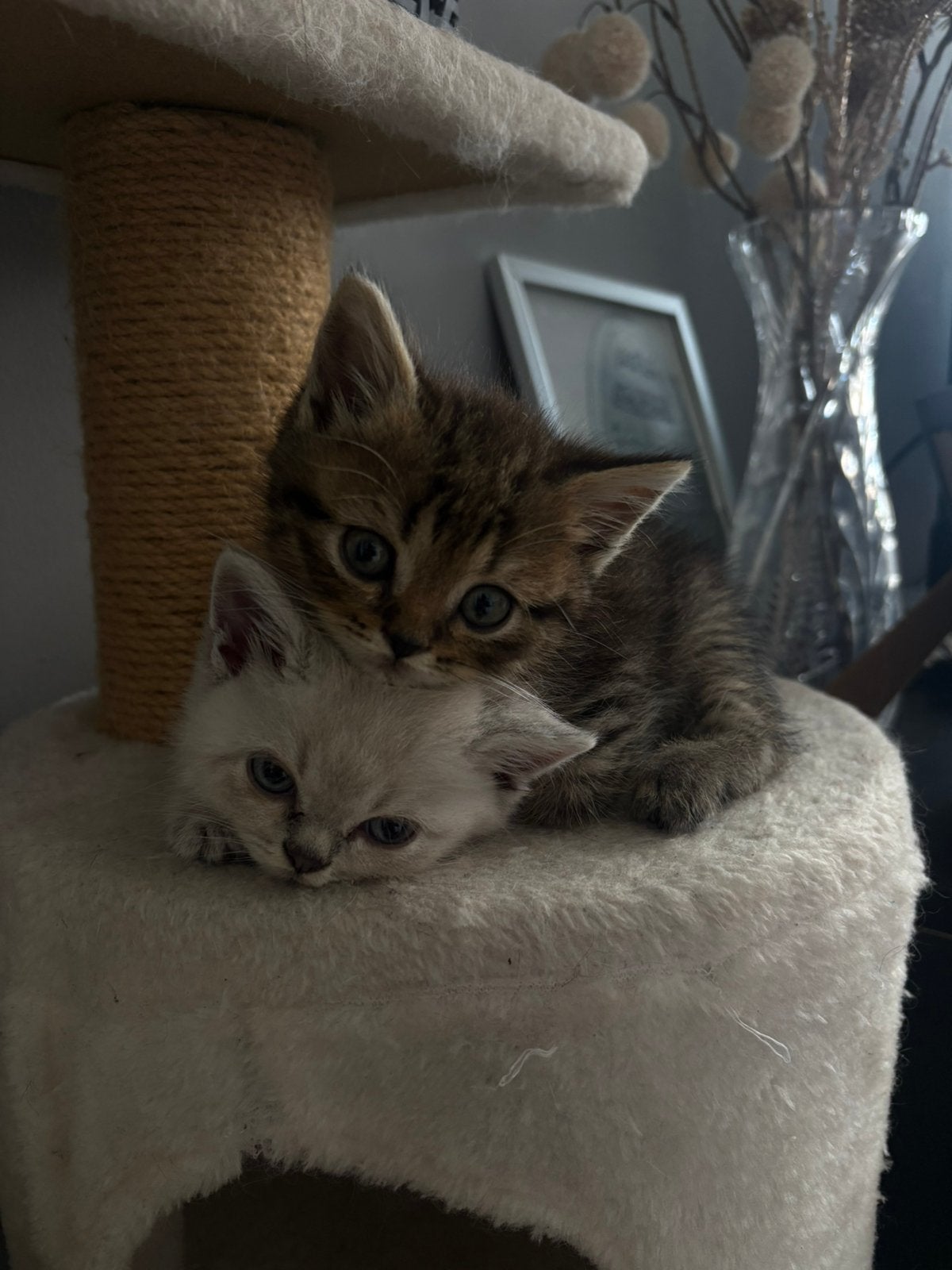 Hele lieve britsekorthaar kittens, Dieren en Toebehoren, Meerdere dieren