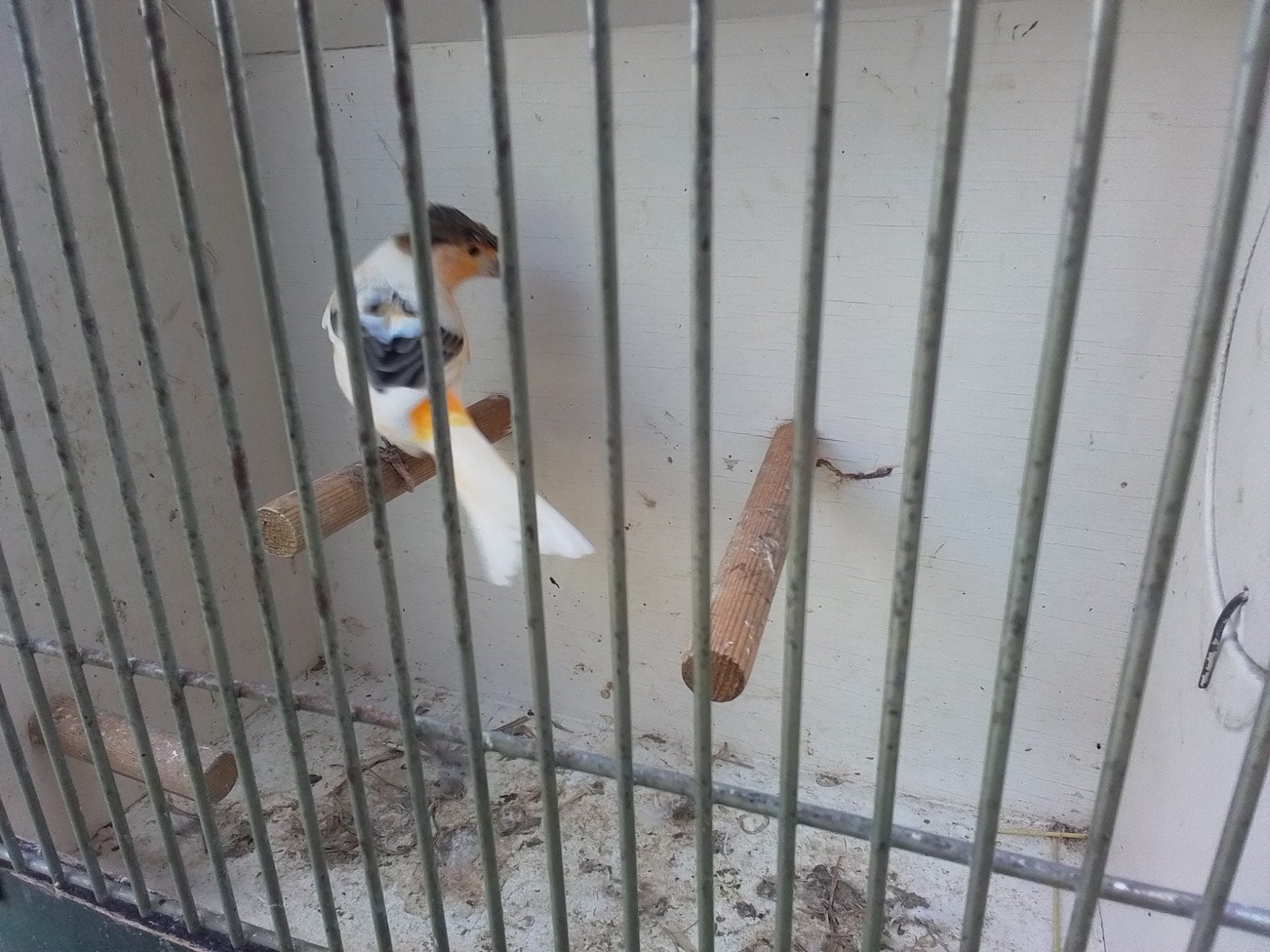 Te koop Harlekijn kanarie, Dieren en Toebehoren, Mannelijk, Kleurkanarie