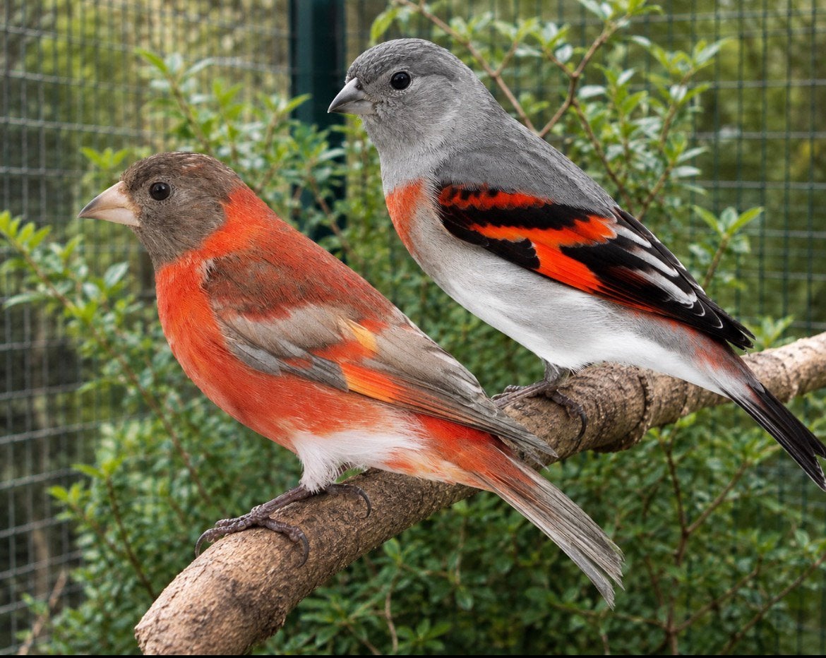 koppel Kapoetsensijzen., Dieren en Toebehoren, Vogels | Kanaries, Meerdere dieren