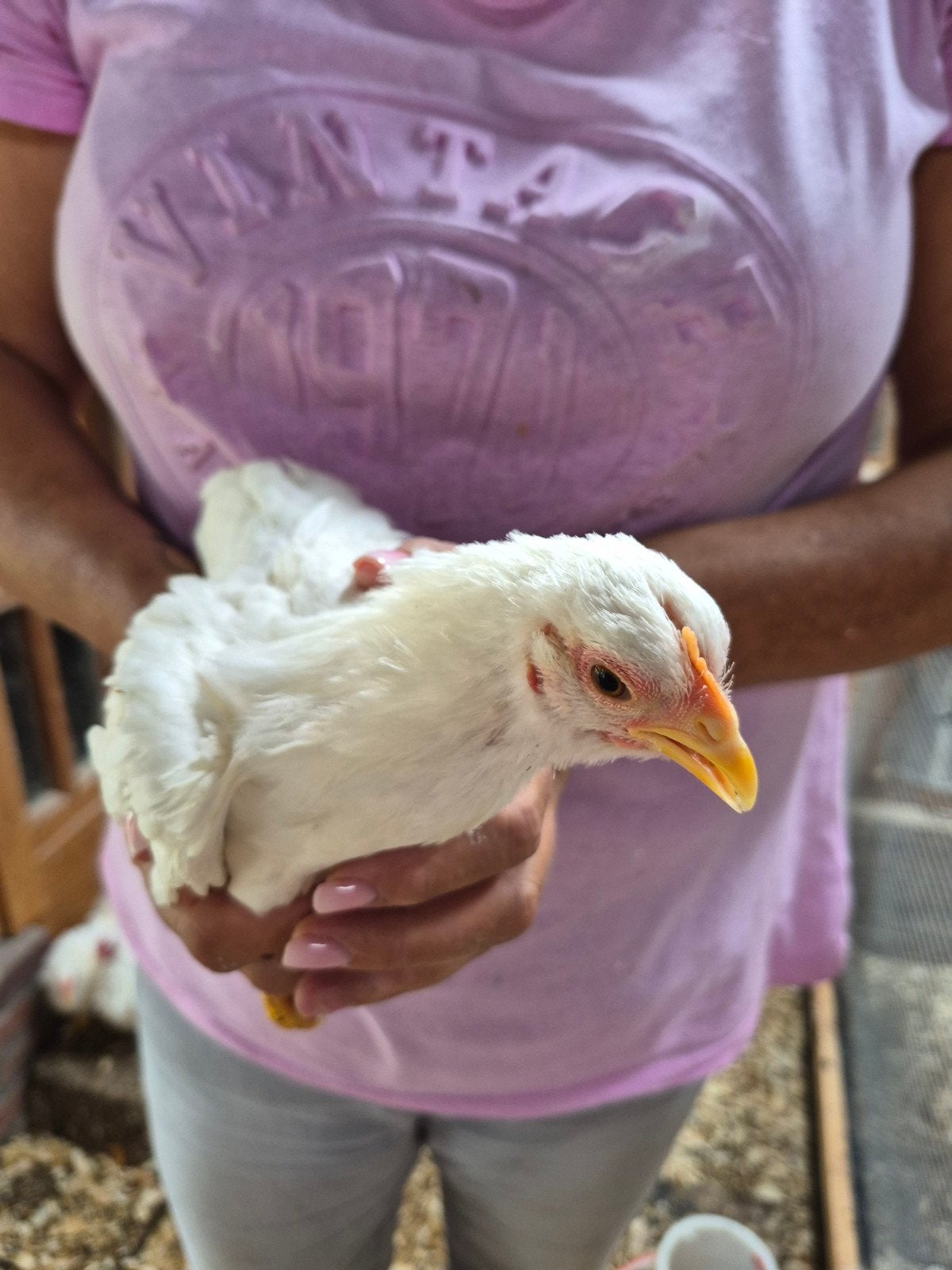serama hen wit, Dieren en Toebehoren, Vrouwelijk, Kip