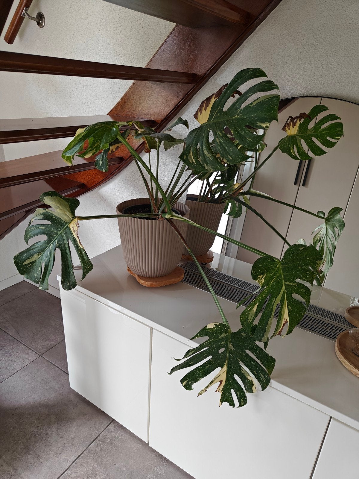 Monstera Thai Constellation - Prachtige Kamerplant, Vaste plant, Bloeit niet, Halfschaduw, Ophalen
