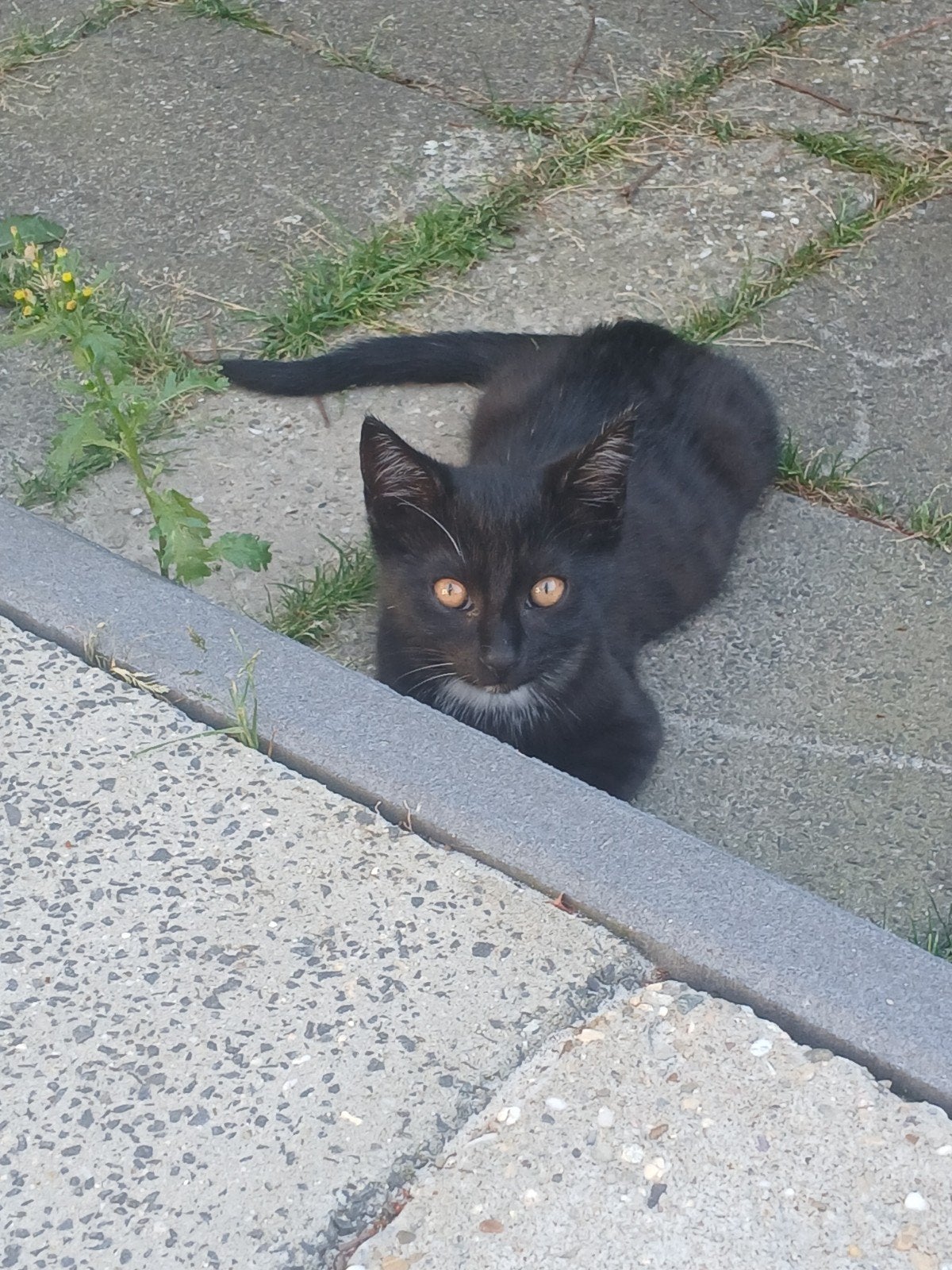 3 lieve katerjes, Dieren en Toebehoren, Katten en Kittens | Overige Katten, Kater, Kortharig, 0 tot 2 jaar