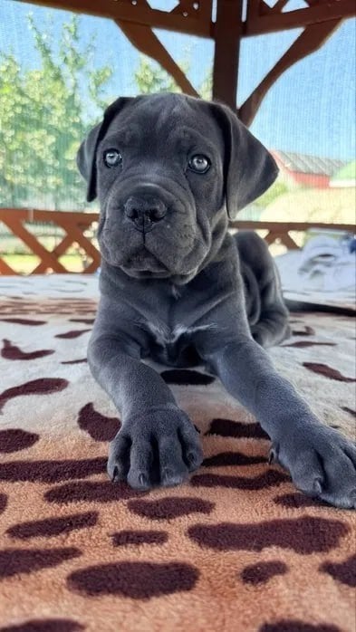 Lieve en indrukwekkende Cane Corso puppy's, Dieren en Toebehoren, Overige rassen, 8 tot 15 weken, Meerdere, Meerdere dieren