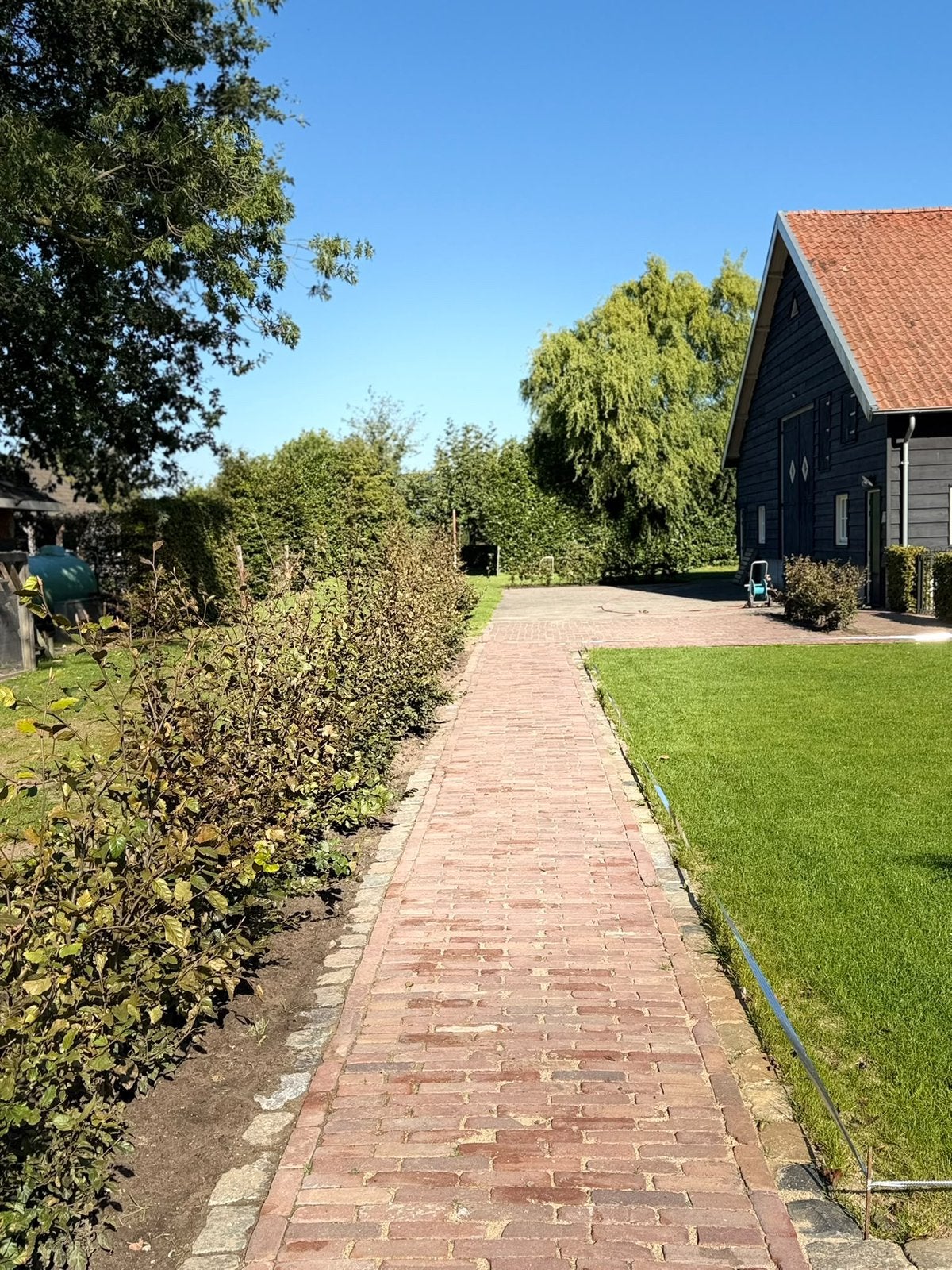 150stuks Groene Beukenhaag planten, Vaste plant, Bloeit niet, Halfschaduw, Ophalen