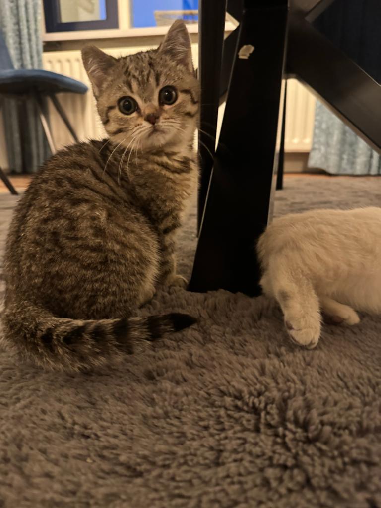 Brietsekorthaar kitten