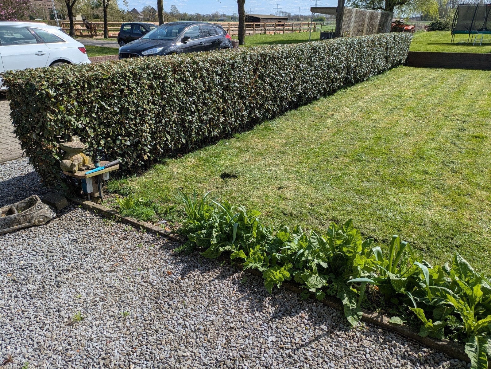 40 Olijfwilg (Elaeagnus Ebbingei) - 100 cm hoog, Tuin en Terras, Ophalen, Overige soorten, Haag, 100 tot 250 cm