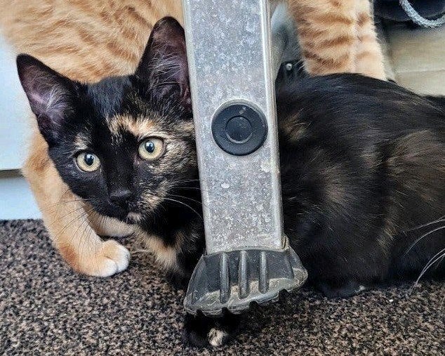 Lieve kitten te koop, Poes