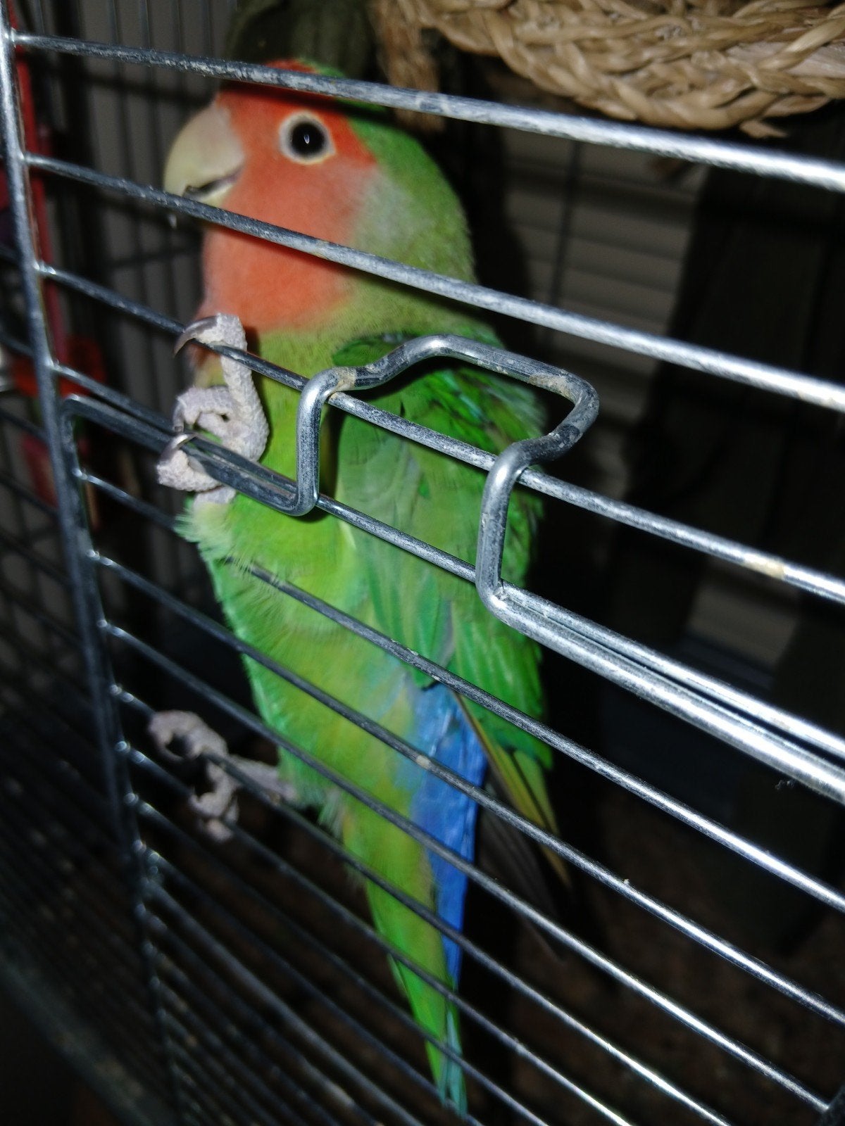 Perzikkopagapornis