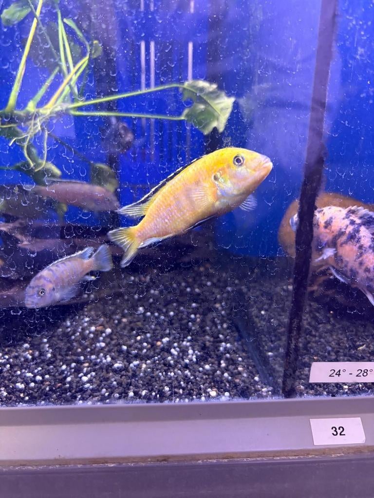 Malawi siclides, Dieren en Toebehoren, Vissen | Aquariumvissen, Vis