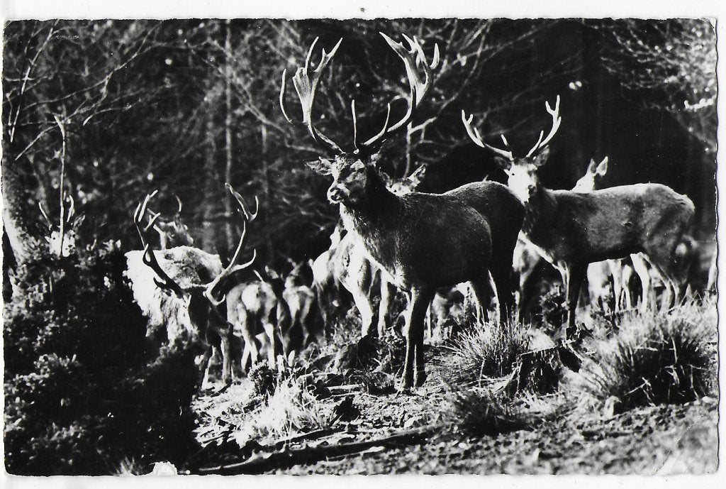P89 Gelopen oude ansichtkaart edelherten, Ophalen of Verzenden, 1980 tot heden, Gelopen