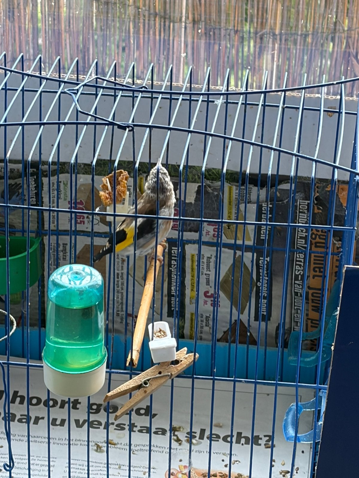 Putter parva, Mannelijk, Wildzangvogel