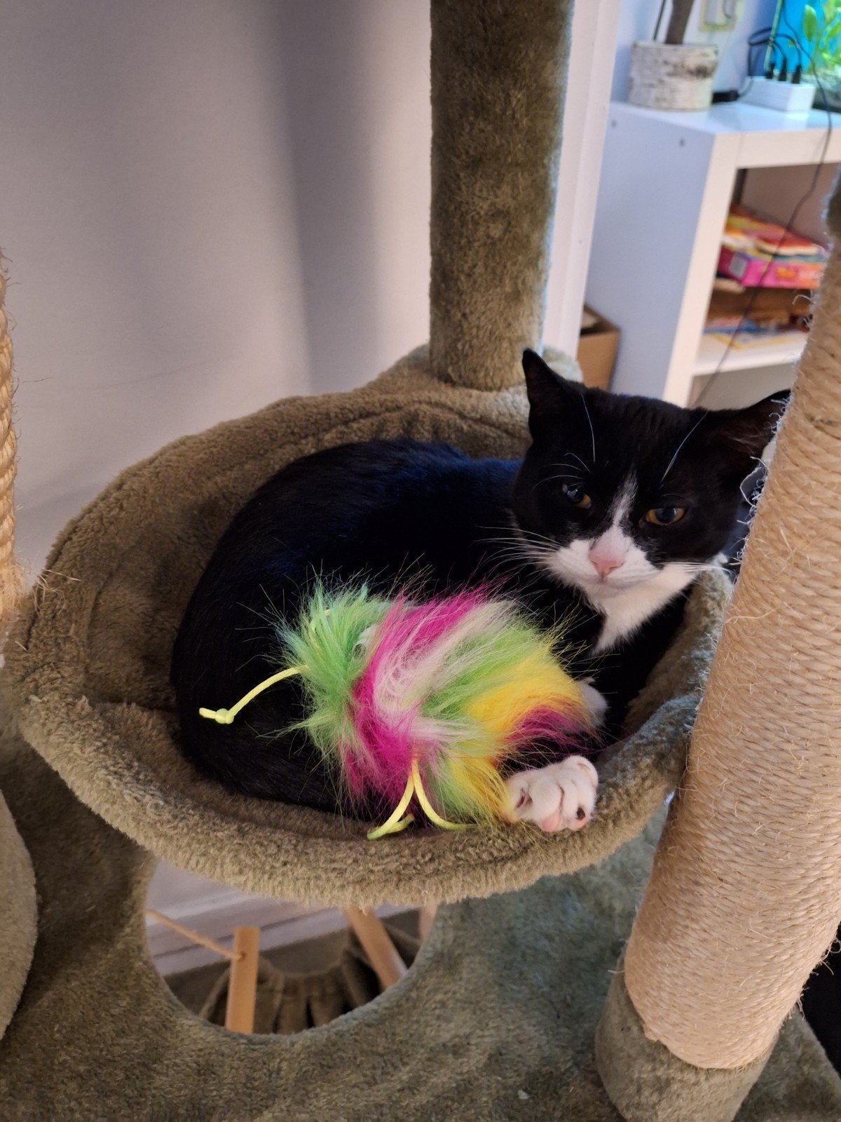 BELLA  3 jaar ZOEKT EEN NIEUWE WARME HUISJE ., Poes