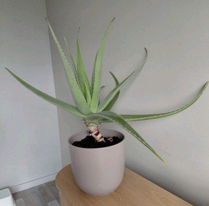 Grote Aloë Vera plant in pot, Ophalen, Vetplant, In pot, Minder dan 100 cm