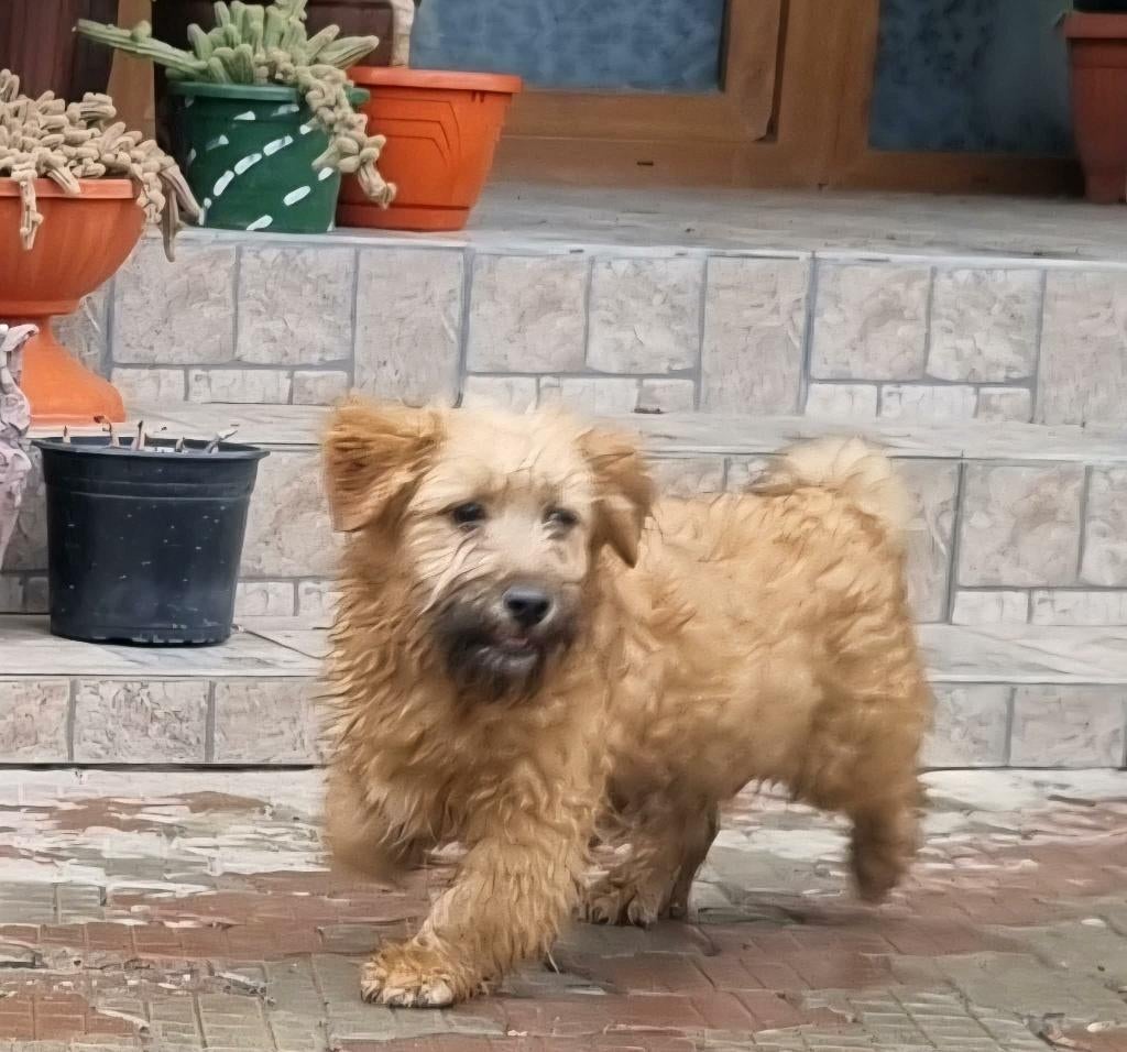 SAM, MENSGERICHT, VROLIJKE, PUP, REUTJE, KLEINE MIDDELMAAT, Dieren en Toebehoren, Honden | Niet-rashonden, Particulier, 15 weken tot 1 jaar