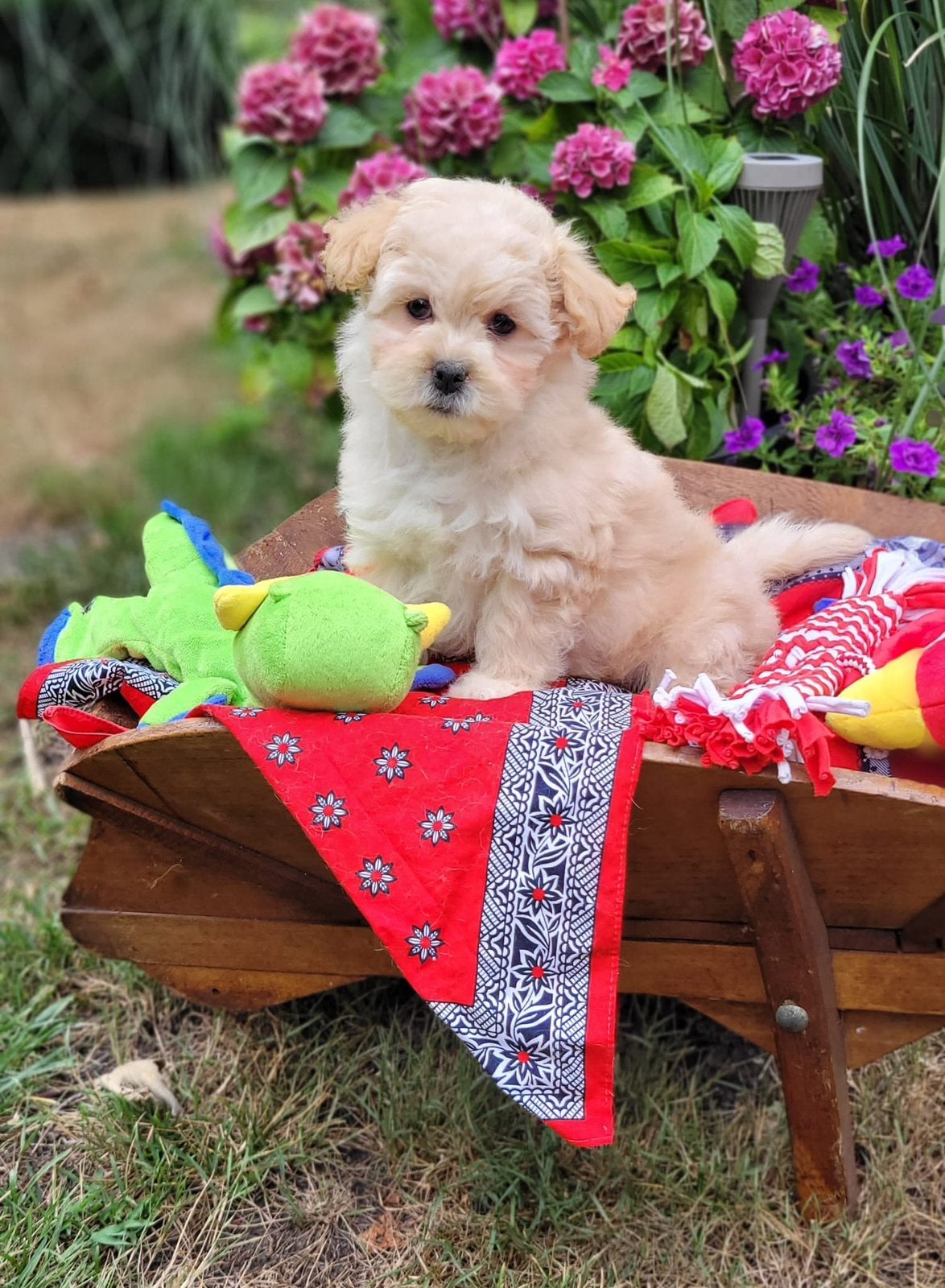 Leuke boomer pups te koop!, Dieren en Toebehoren, Parvo, Overige rassen, 8 tot 15 weken, Meerdere