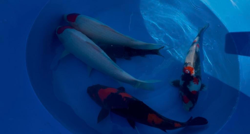 Beschikbare Koi | Jona-Koi, Dieren en Toebehoren, Karper of Koi