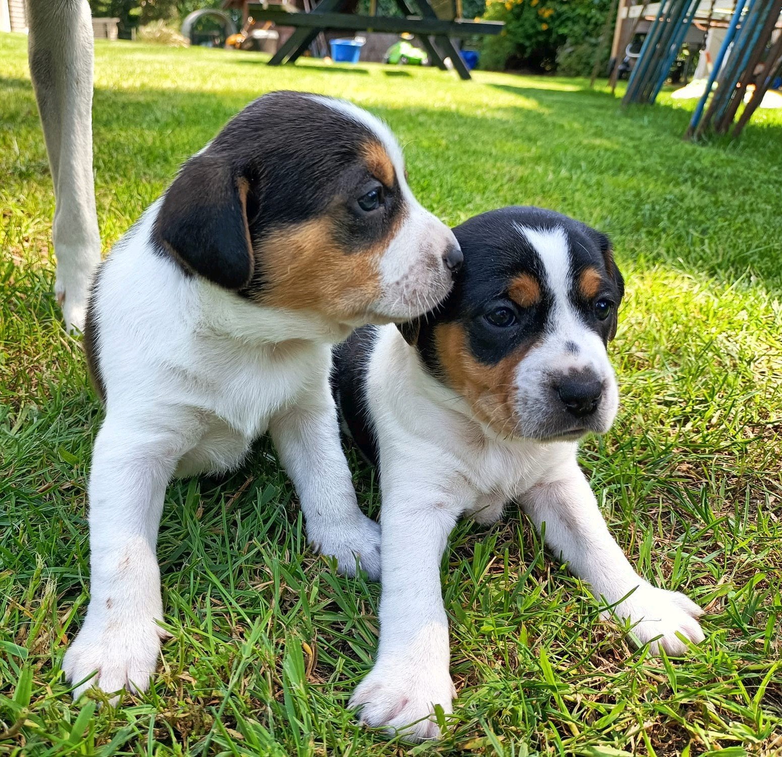 Prachtige driekleurige Boerenfox pups, Dieren en Toebehoren, Honden | Niet-rashonden, 8 tot 15 weken, Parvo, Meerdere, Meerdere dieren