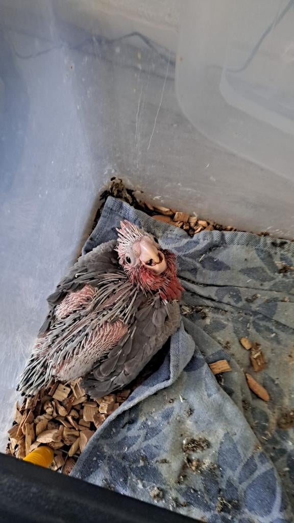 Rose kaketoe, Geslacht onbekend, Papegaai, Geringd