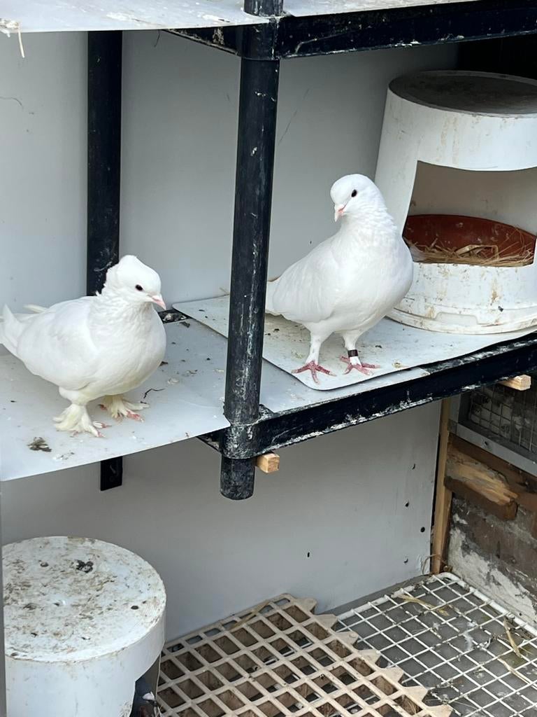Takla, Mannelijk, Tuimelaar of Roller