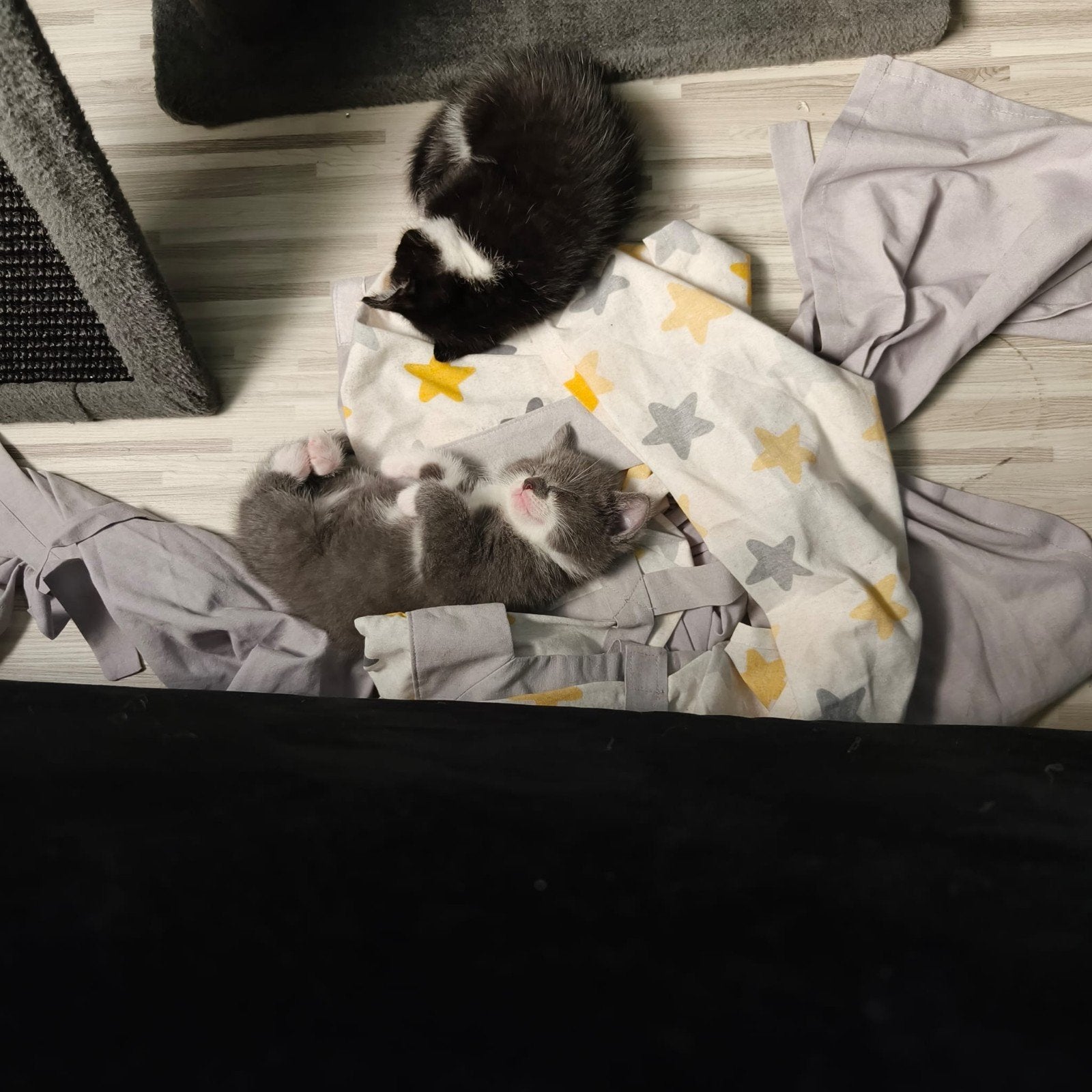 gratis 2 katten en 3 kittens