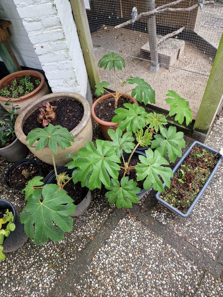 Tetrapanax rijstpapier planten te koop, Ophalen, Vaste plant, Overige soorten, Volle zon