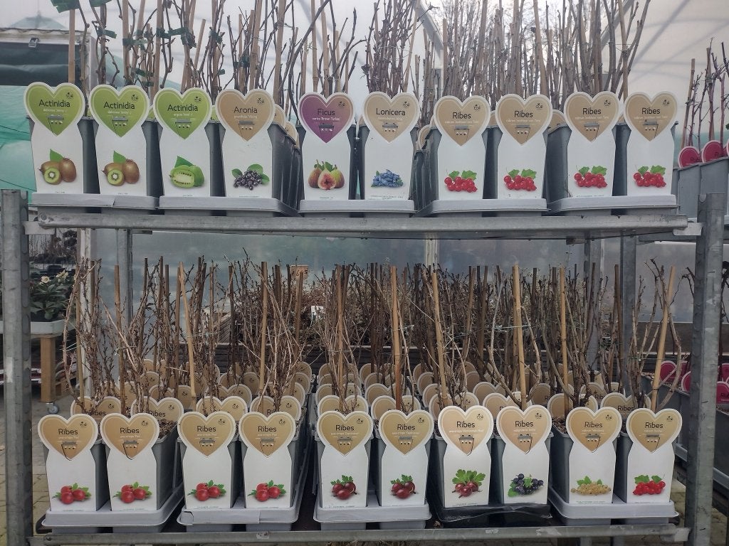 Kleinfruit, aalbes, bosbes, braam, framboos, vijg, enz., Tuin en Terras, Planten | Tuinplanten, Ophalen, Vaste plant, Fruitplanten