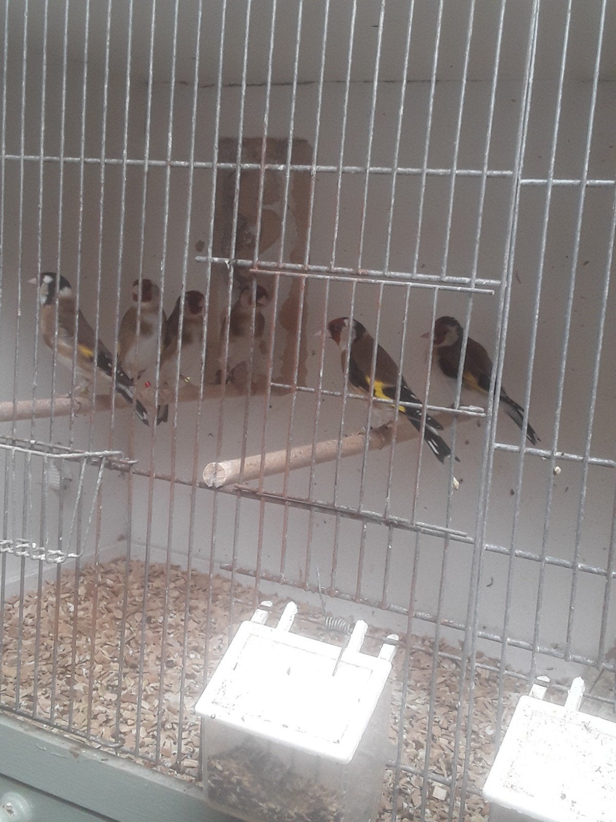 1 koppel putters en zwartkop sijzen, 2 baardsijzen popjes, Dieren en Toebehoren, Vogels | Overige Vogels, Meerdere dieren, Wildzangvogel