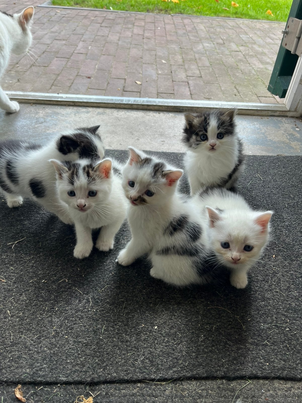 Kittens tekoop, Meerdere dieren