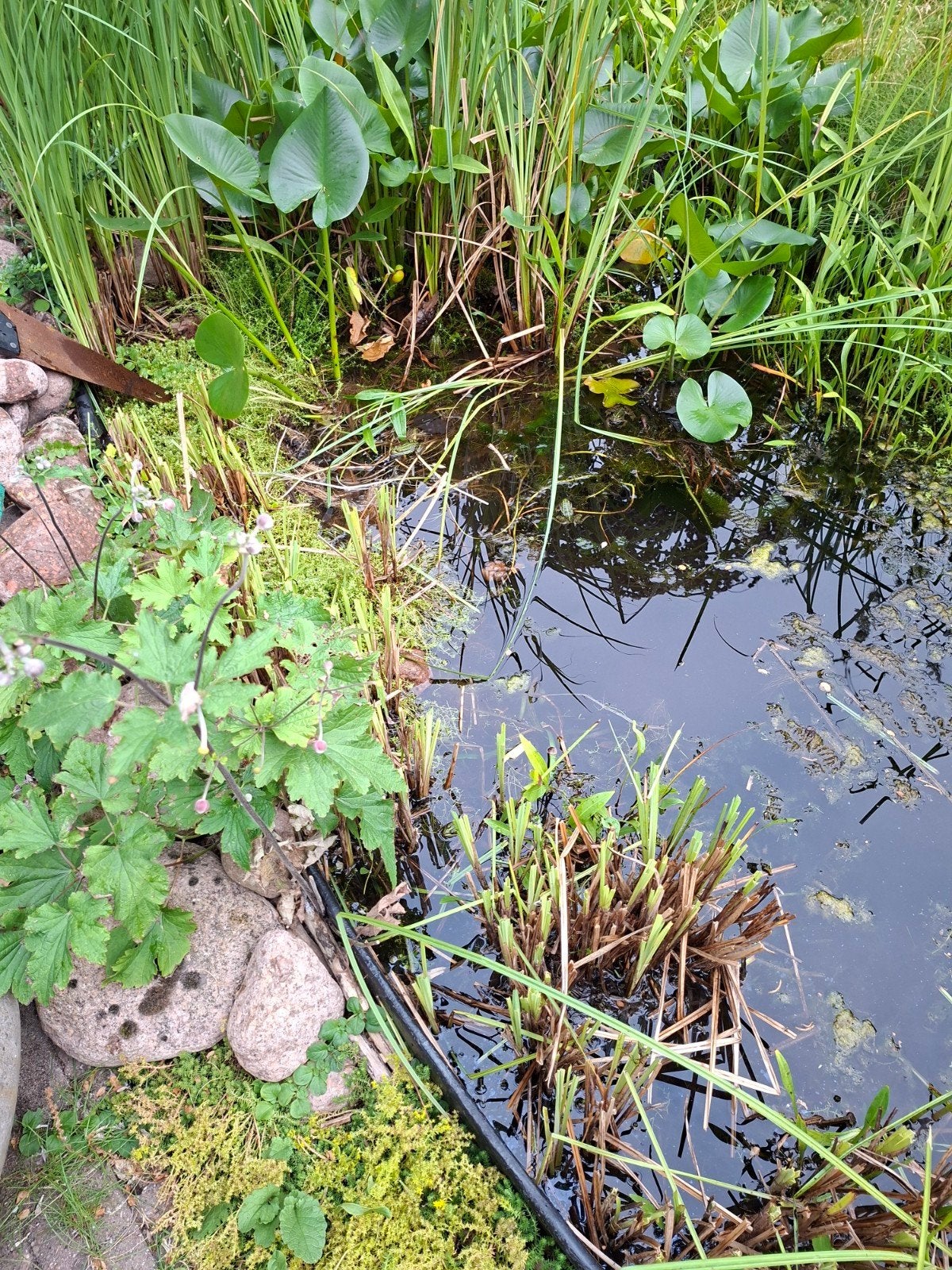 Vijverplanten te koop, Tuin en Terras, Vijvers, Ophalen