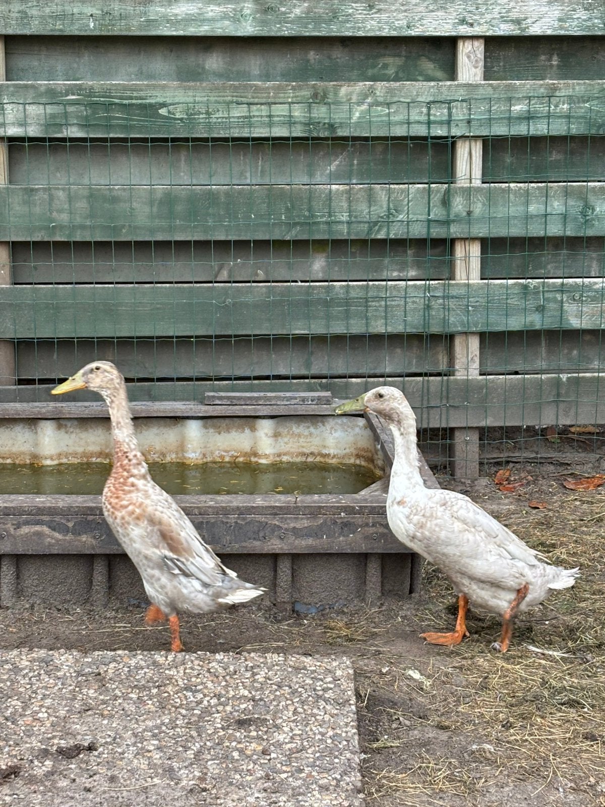Twee Indische loopeenden mannetjes, Ophalen, Overige typen