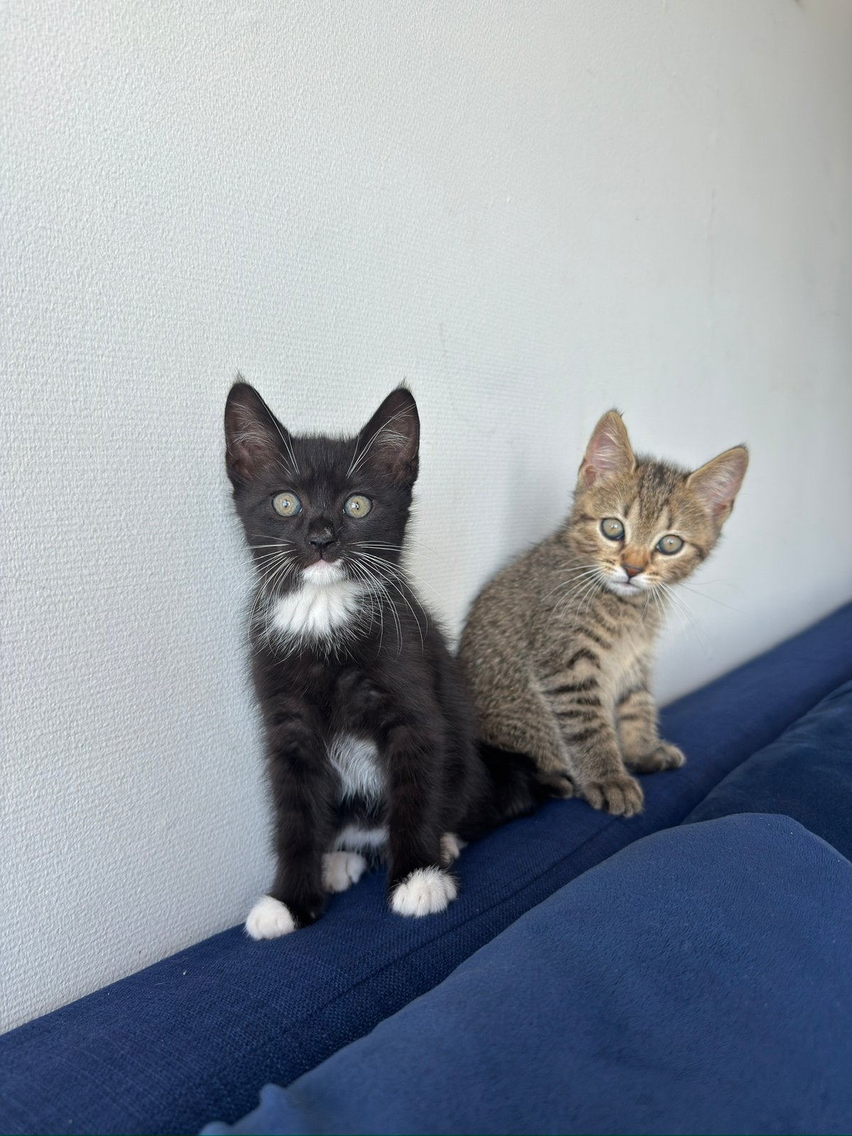Half Brits korthaar Half Europese kat zwart wit, Poes