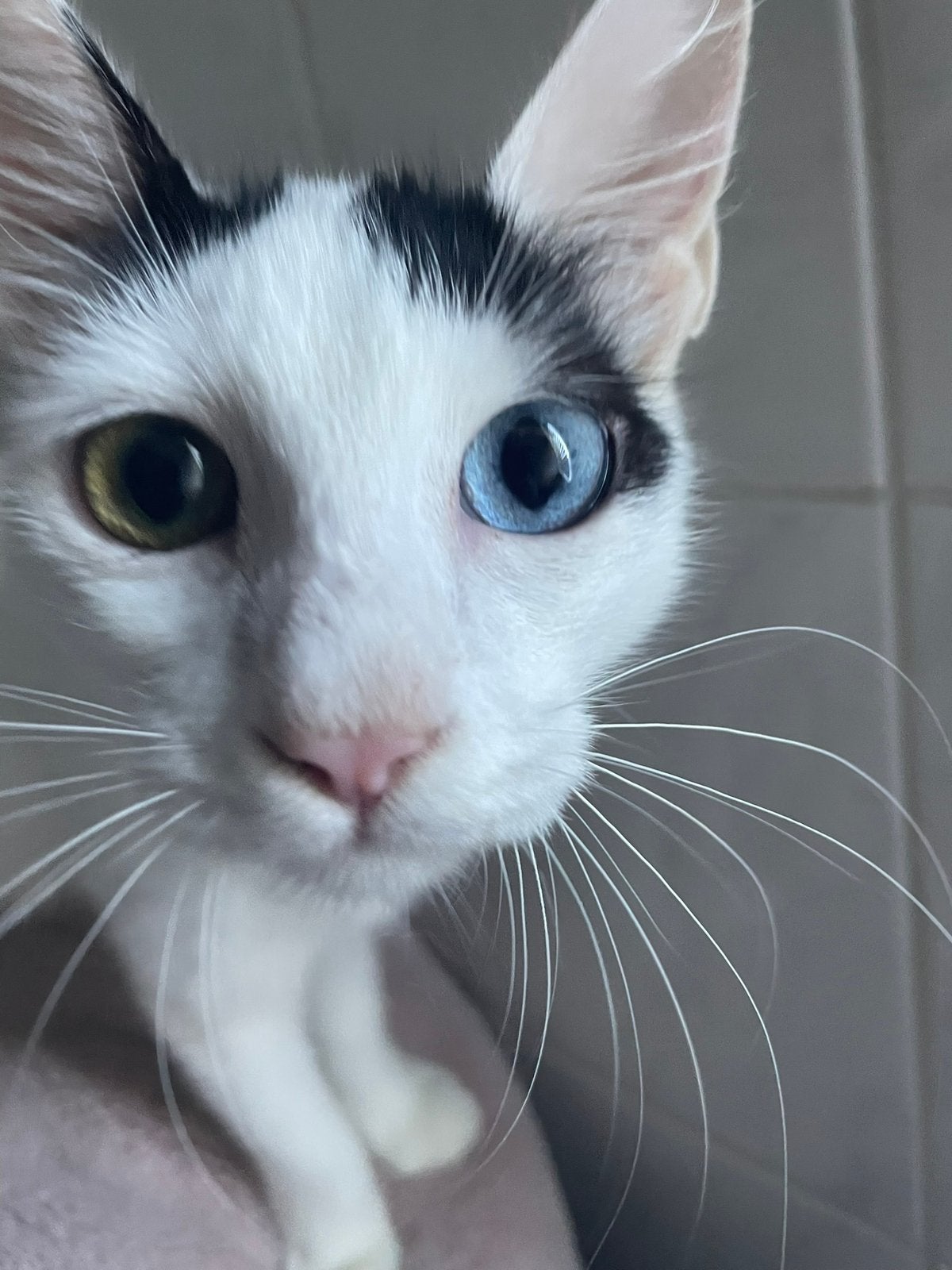 Biscuit 4 mnd oud bij gastgezin in Adam zoek fijn thuis, Poes