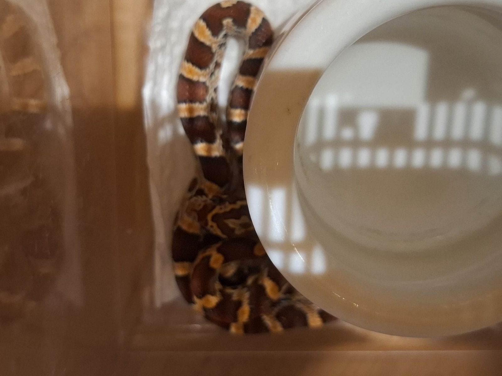 Korenslangen Corn Snake photo 6